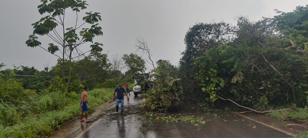Árvore Caída Interdita Pista da TO-080 e Provoca Congestionamento