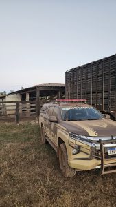 Furto de gado em fazenda de Formoso do Araguaia é frustrado pela Força Tática Furto de gado